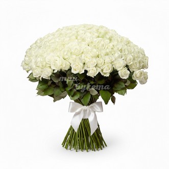 Букет из 301 белой розы